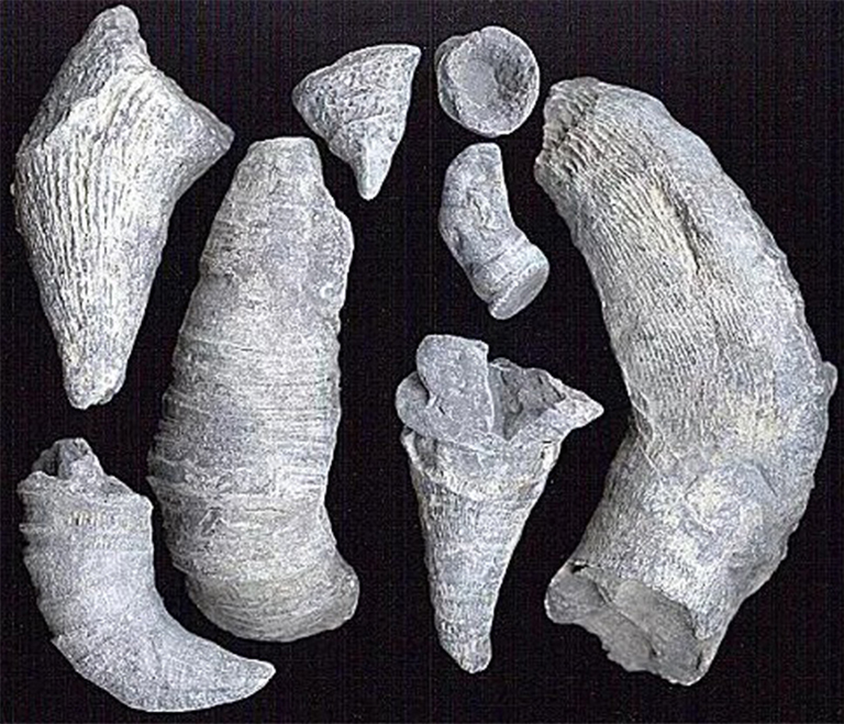 古生代珊瑚人.jpg 古生代珊瑚人