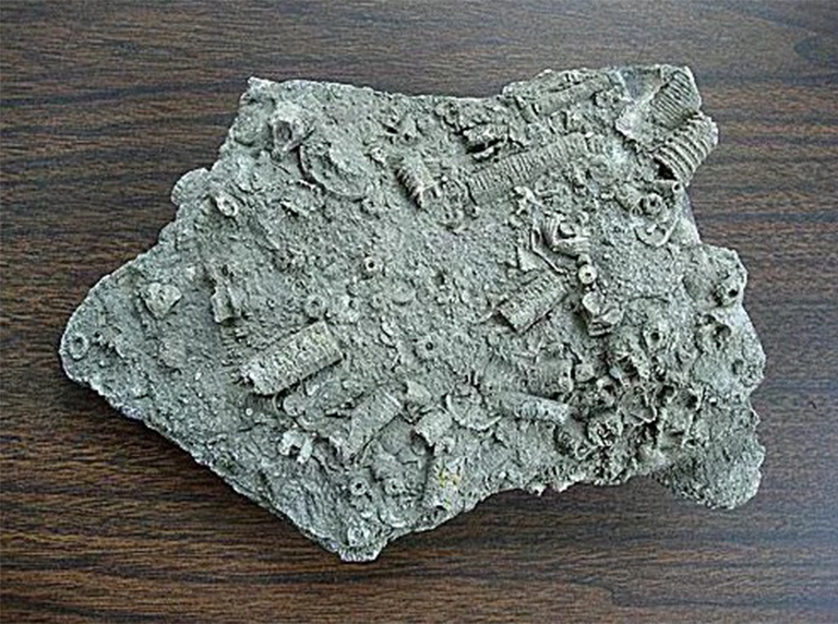 海百合.jpg 海百合