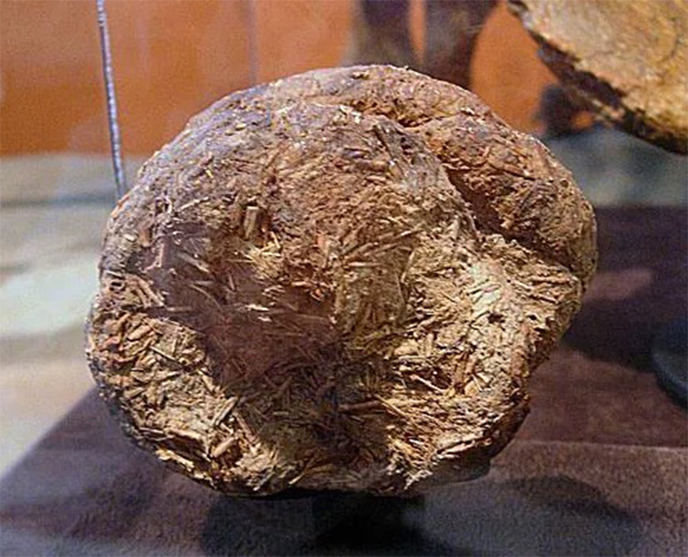 粪化石.jpg 粪化石