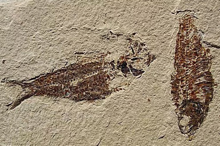 鱼化石.jpg 鱼化石