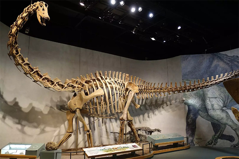 部分未发现的始祖鸟骨骼.jpg 部分未发现的始祖鸟骨骼