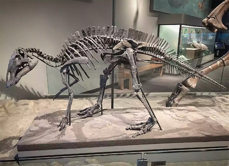 Maiasaura骨骼展出.jpg Maiasaura骨骼展出