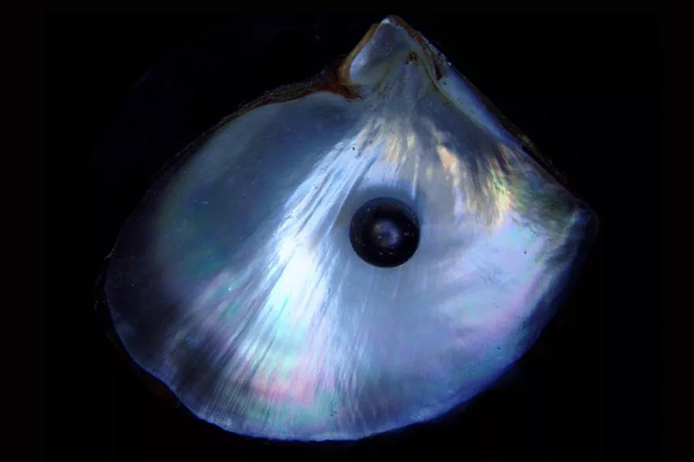 黑珍珠及其外壳.jpg 黑珍珠及其外壳