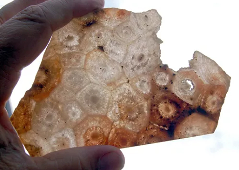 化石珊瑚.jpg 化石珊瑚