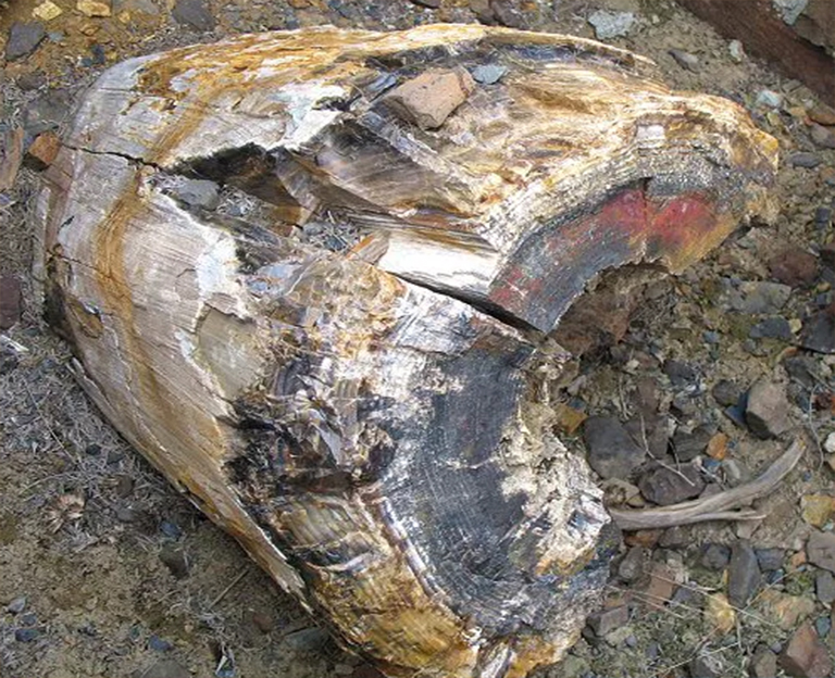 石化木.jpg 石化木