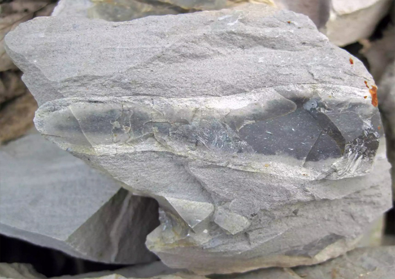 黑甜菜嵌入石灰石中.jpg 黑甜菜嵌入石灰石中