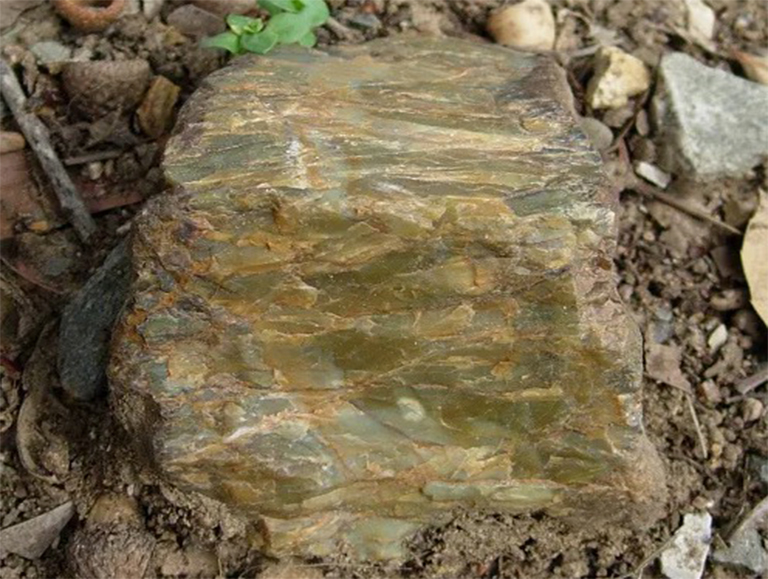 在自然界中发现的橄榄绿色的小cher鱼.jpg 在自然界中发现的橄榄绿色的小cher鱼