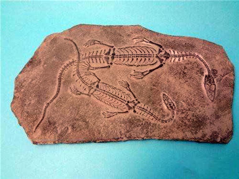 化石.jpeg 化石