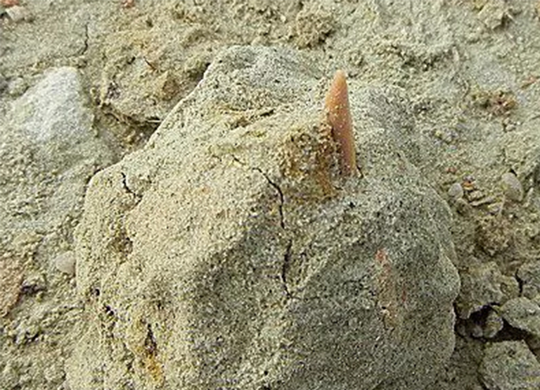 今日只鲨鱼齿.jpg 今日只鲨鱼齿