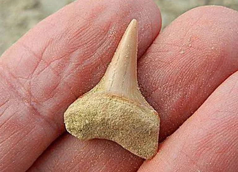 我们的个鲨鱼齿.jpg 我们的个鲨鱼齿