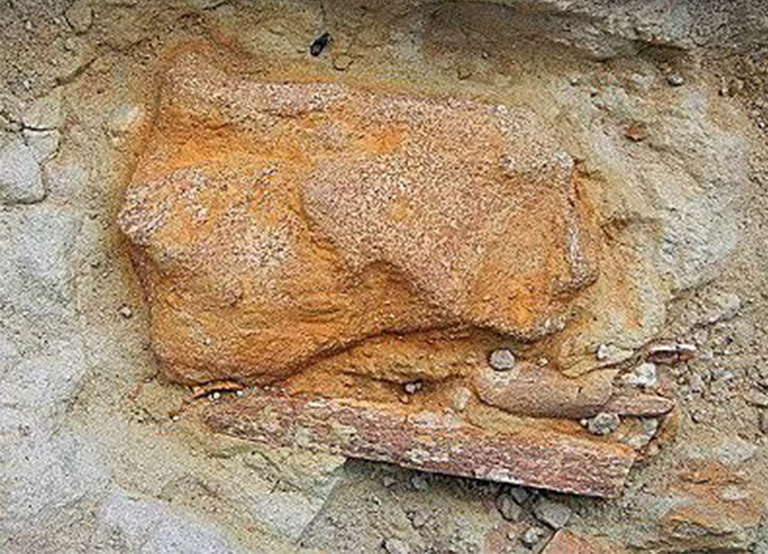 肩cap骨化石.jpg 肩cap骨化石