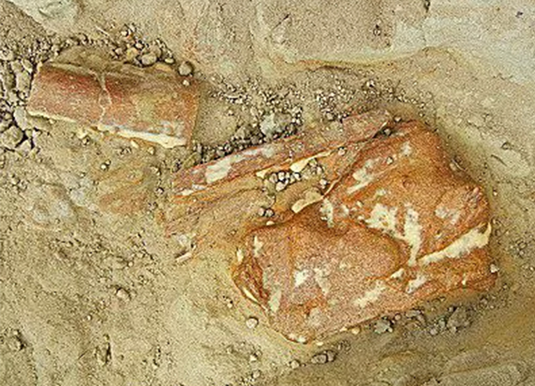 化石的野外保存.jpg 化石的野外保存