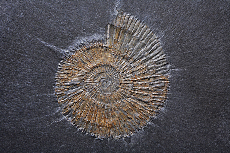 板岩中的炸药化石