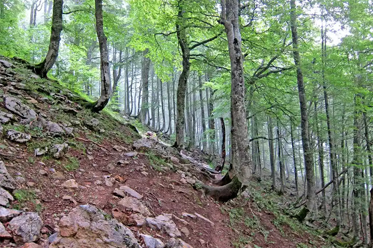 受土壤蠕变影响的树木.jpg 受土壤蠕变影响的树木