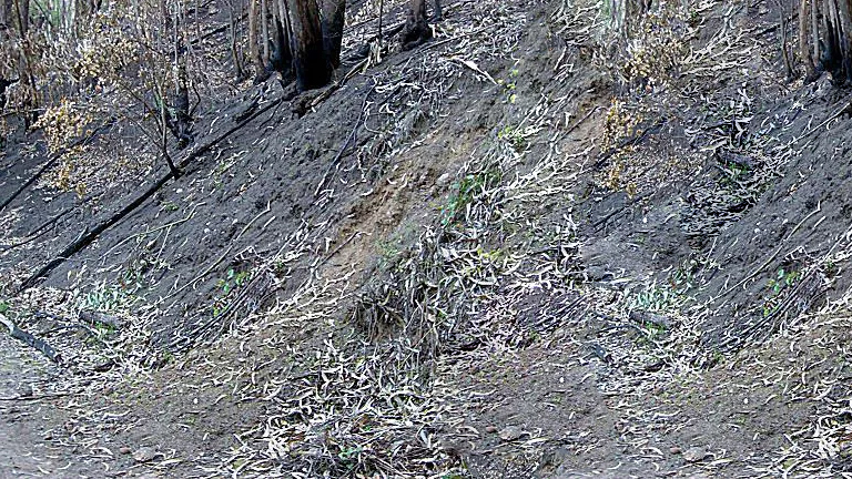 动员剥离的土壤