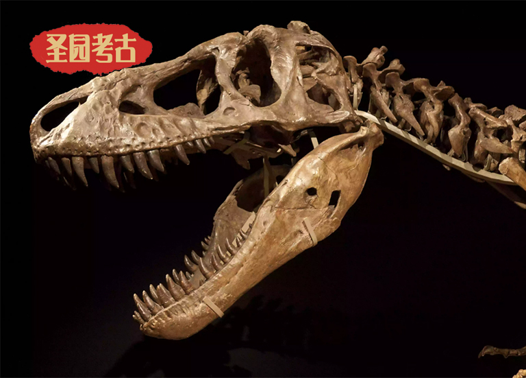 恐龙考古桌.png 恐龙考古桌