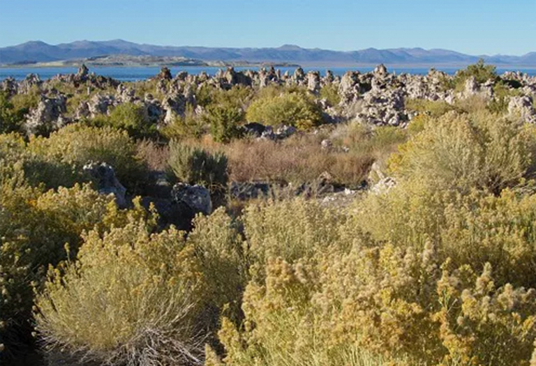 加利福尼亚图法塔