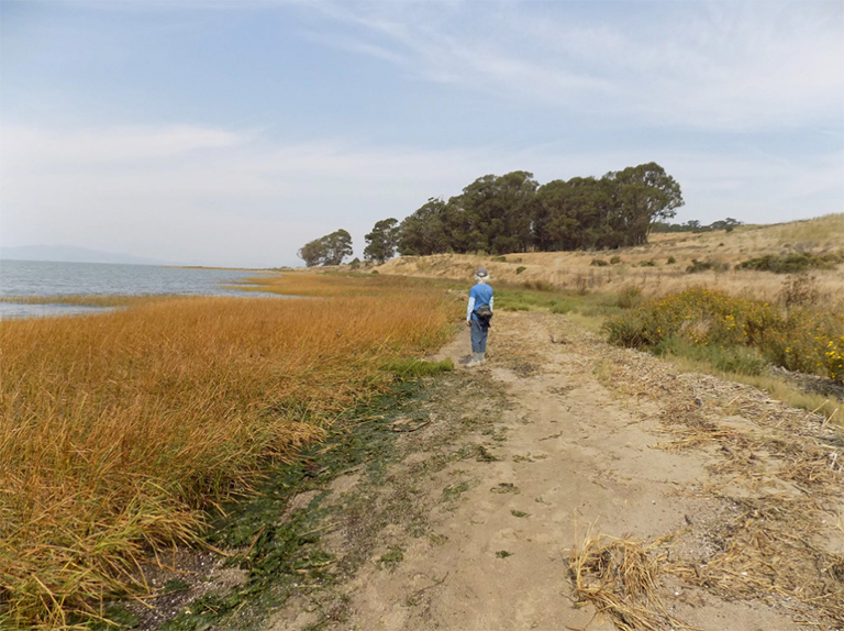 点皮诺尔湾步道